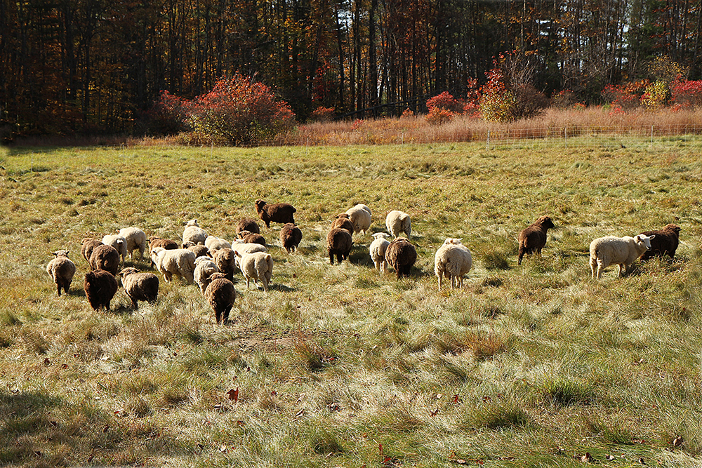 Sheep on pasture in the Fall